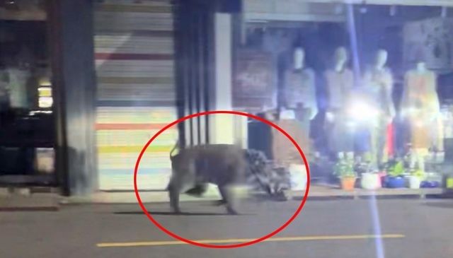 도심 출몰한 멧돼지