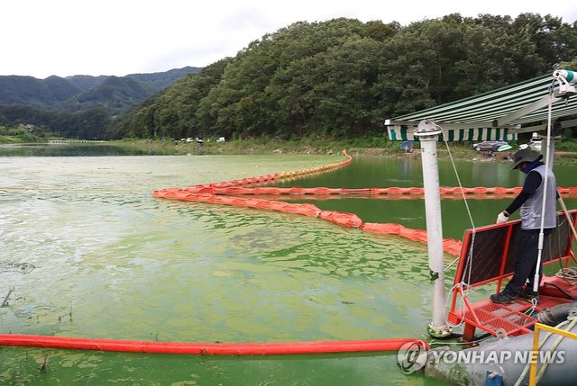 지난 8월 한국수자원공사 대청댐지사 관계자가 충북 옥천의 서화천 하류에 2중 차단막으로 가둬놓은 녹조 찌꺼기를 제거하고 있다. [연합뉴스 자료사진]