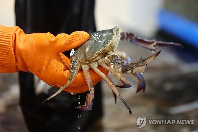 가을 꽃게, 어획량 늘며 가격 안정