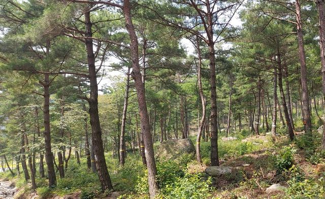보령 국립 기억의 숲 수목장림 구역