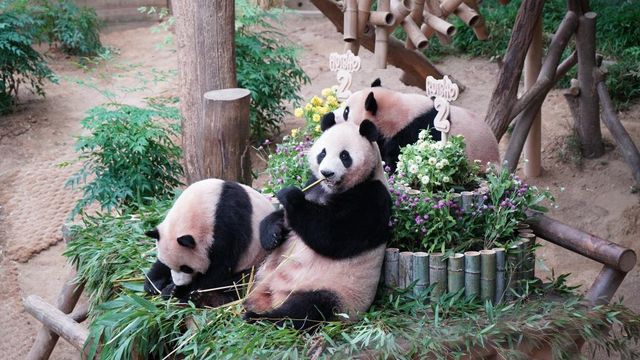 용인 에버랜드에 있는 판다 아이바오, 루이바오, 후이바오 가족