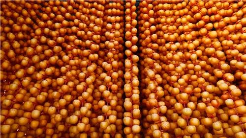 주렁주렁 매달린 영동 감