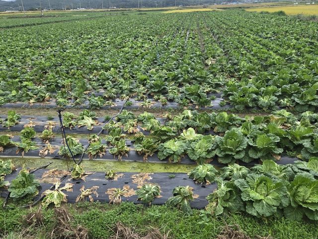 무름병 확산한 해남 배추 농가