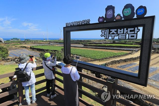 제주 밭담과 함께 하는 가을 추억