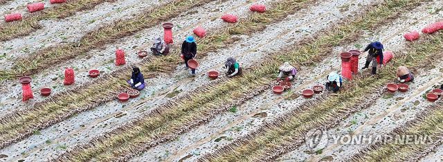 마늘 수확