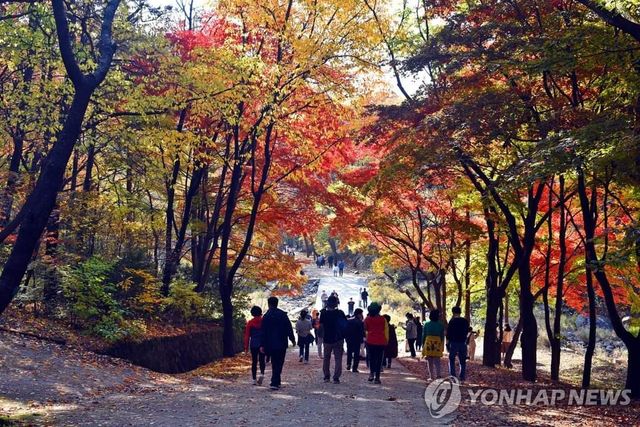 서울대 안양수목원의 가을 풍경