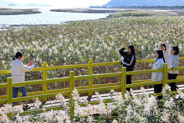 강진만 갈대밭에서 느끼는 가을정취