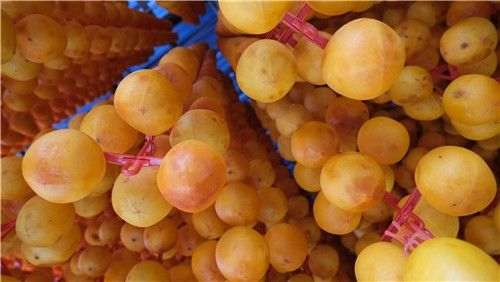 주렁주렁 매달린 영동 감