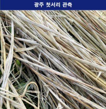 광주서 첫서리 관측