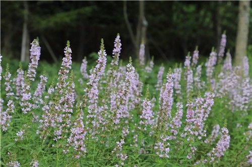 털부처꽃 '백두분홍'