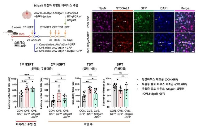 St3gal1 발현 증가 시 우울증 행동 완화 