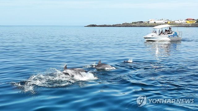 남방큰돌고래들의 추석 인사