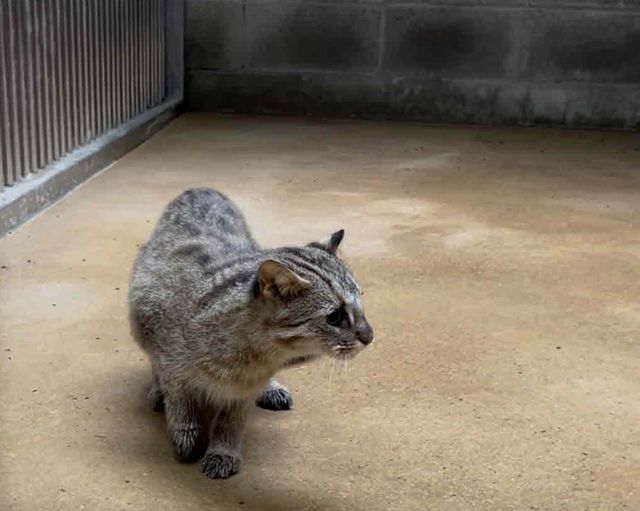 우치동물원으로 옮겨진 삵