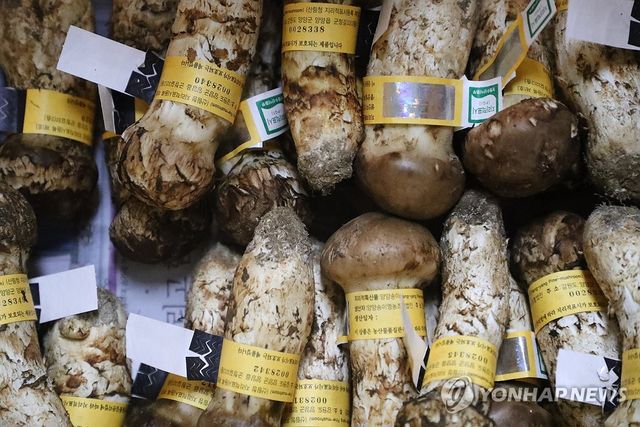 등급 분류 작업 끝난 양양 송이