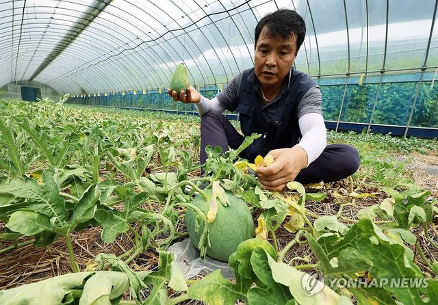 폭염ㆍ폭우 피해당한 무등산수박