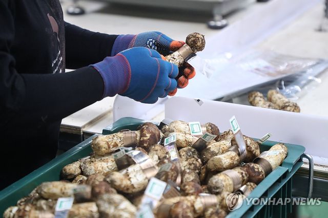 분류 작업 중인 양양 송이