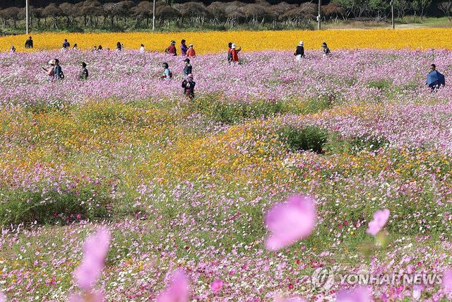 출렁이는 가을꽃 물결