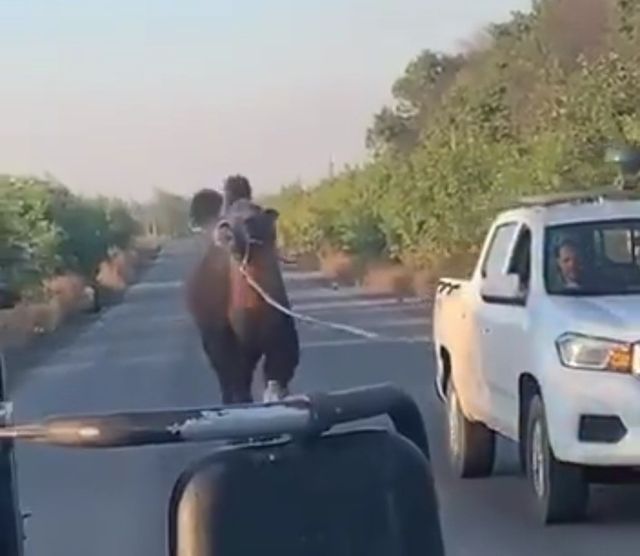 우크라이나군이 포획한 러시아군 낙타