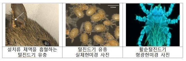 쯔쯔가무시증 옮기는 털진드기 활동↑…"야외서 긴옷 입으세요" - 1