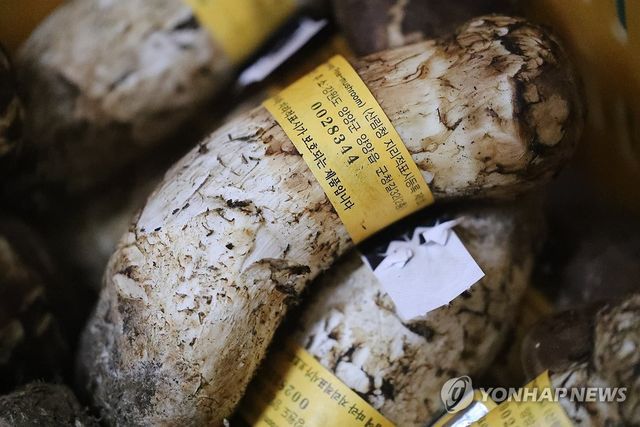 자연산 양양 송이