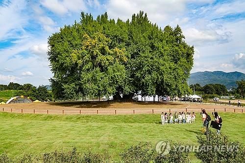 반계리 은행나무 광장