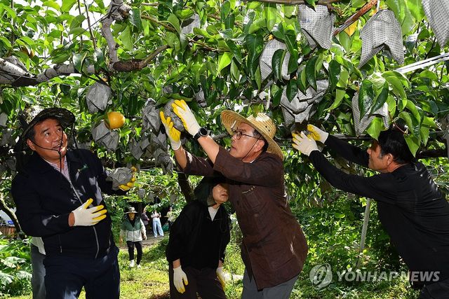 산불·저온 이겨낸 '울주배' 첫수확