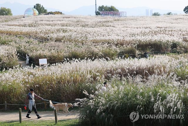 서울 마포구 하늘공원을 찾은 시민들이 억새밭 풍경을 감상하고 있다. [연합뉴스 자료사진]