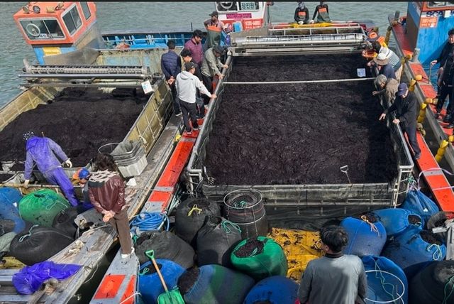 곱창 물김 위판