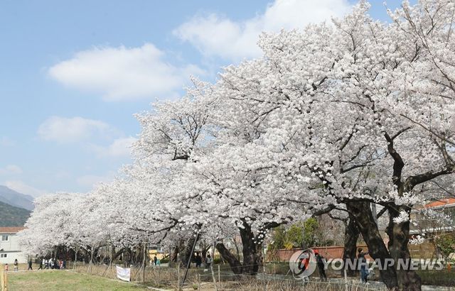만발한 울산 작천정 벚꽃
