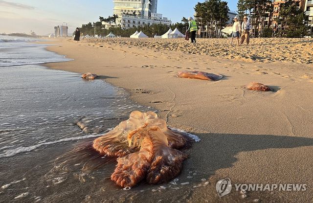 경포해수욕장의 독성 해파리