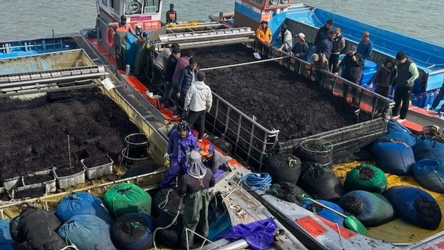 곱창 물김 위판