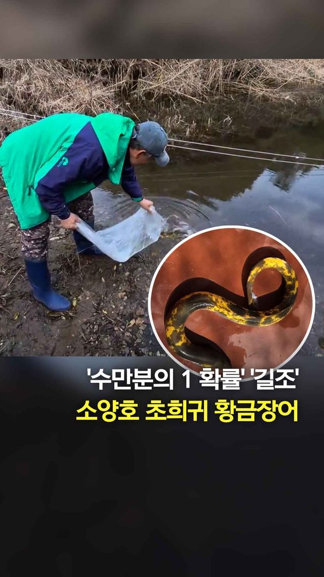 [쇼츠] '수만분의 1' 길조 소양호 초희귀 황금장어…다시 고향으로 - 2