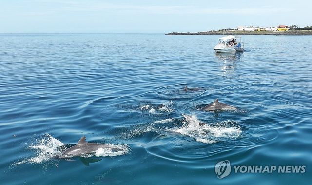 남방큰돌고래들의 추석 인사