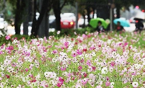 가을비 내리는 풍경