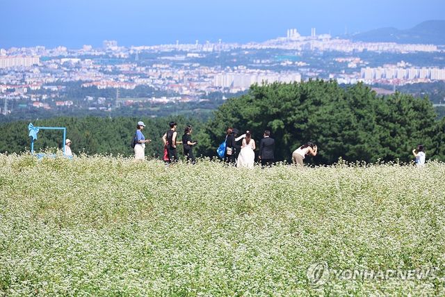 제주는 메밀꽃 필 무렵