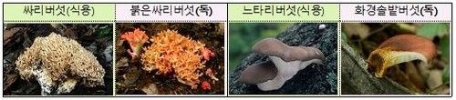 식용버섯과 비슷한 모양의 독버섯 예시.