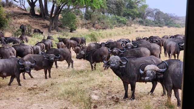 2024년 8월 30일 남아공 크루거국립공원 버팔로