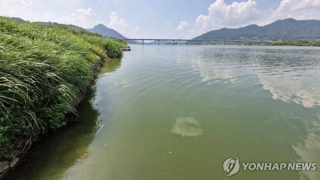 녹조 창궐한 낙동강