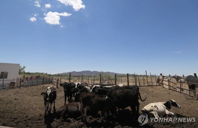 멕시코 목장의 소