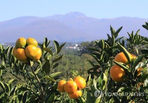 제주 감귤