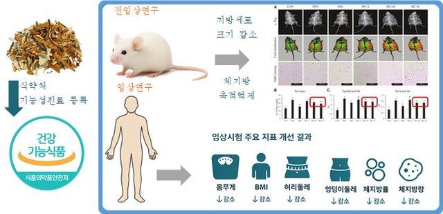 "제주산 귤피 체지방 감소"