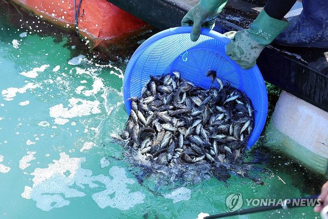 '폐사 막자' 양식장 치어 방류