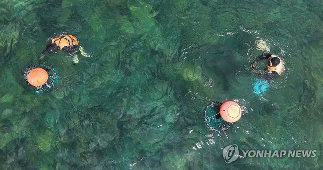 물질하는 제주 해녀들