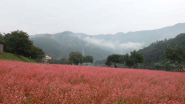 붉은 메밀꽃 장관