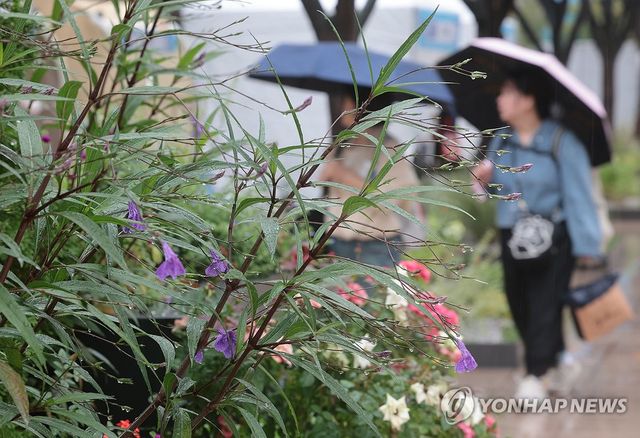 서울광장에 내리는 가을비