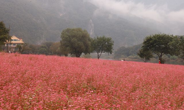 붉은 메밀꽃으로 물든 영월 동강 