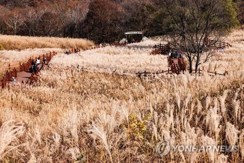 명성산 억새 군락지