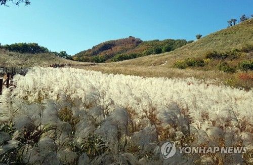 '은빛 물결' 명성산 억새 군락지