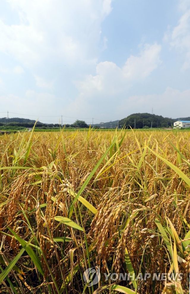 울산 농촌 들녘 전경
