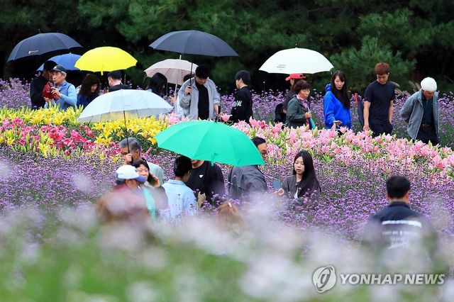 흐린 날씨지만 인제 가을꽃 축제 인파는 북적